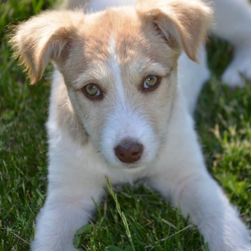 Kostenloses Stock Foto zu blaue hemden, brauner hund, farbige frau