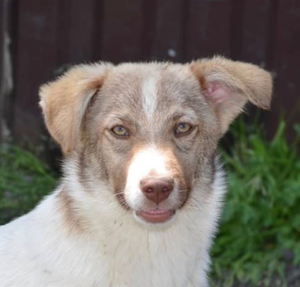 Entzückendes Hundeportrait Auf Einer Studioaufnahme