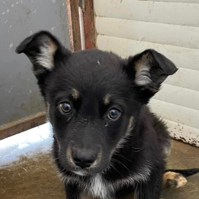 Kurzer Beschichteter Schwarzweiss Hund