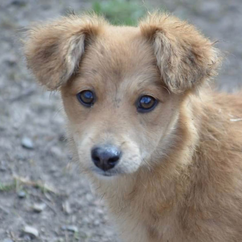 Kurzer Beschichteter Schwarzweiss Hund